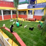 Hotel Para Cães
