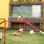 Hotel Para Cães