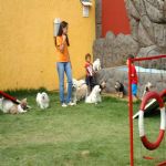 Hotel Para Cães