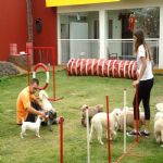 Hotel Para Cães