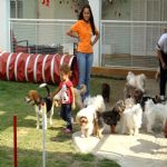 Hotel Para Cães
