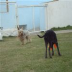 Creche (day Care)