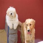 Creche (day Care)