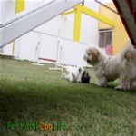 Creche (day Care)