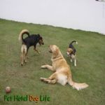 Creche (day Care)
