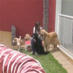 Creche (day Care)