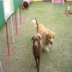 Creche (day Care)
