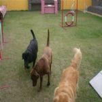 Creche (day Care)