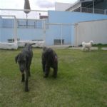 Creche (day Care)