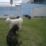 Creche (day Care)