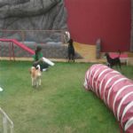Creche (day Care)