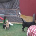 Creche (day Care)