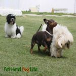 Creche (day Care)