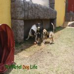 Creche (day Care)