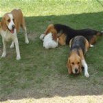 Creche (day Care)