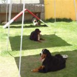 Creche (day Care)