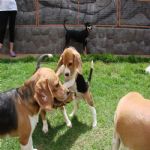 Creche (day Care)