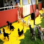 Hotel Para Cães