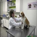 Veterinária