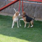 Creche (day Care)