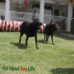 Creche (day Care)