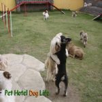 Creche (day Care)