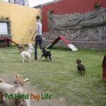 Creche (day Care)