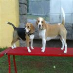 Creche (day Care)