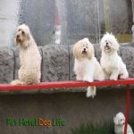Creche (day Care)