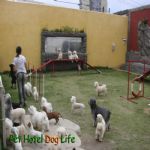Creche (day Care)