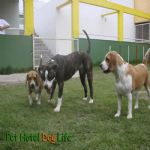 Creche (day Care)