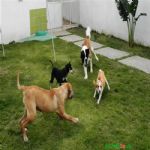 Creche (day Care)