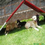 Creche (day Care)