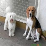 Creche (day Care)
