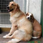 Creche (day Care)