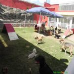 Creche (day Care)