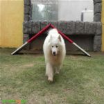 Creche (day Care)