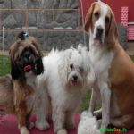 Creche (day Care)