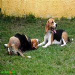 Creche (day Care)