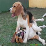Creche (day Care)