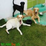 Creche (day Care)