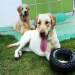 Creche (day Care)