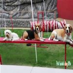 Creche (day Care)