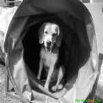 Creche (day Care)
