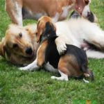 Creche (day Care)
