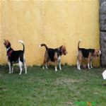 Creche (day Care)