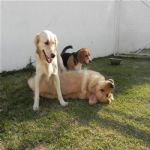 Creche (day Care)