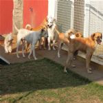 Creche (day Care)