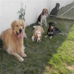 Creche (day Care)