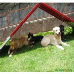 Creche (day Care)